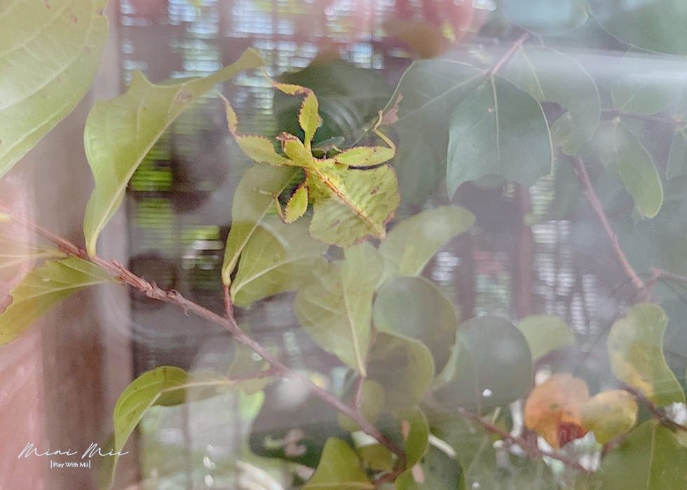 S__90857561.jpg