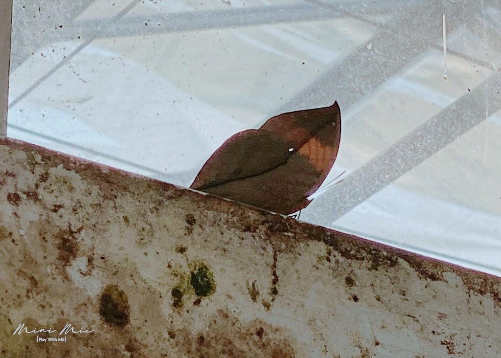 S__90857563.jpg