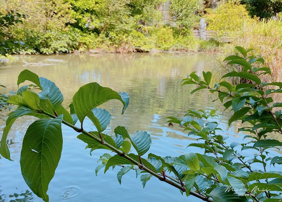 S__90857598.jpg