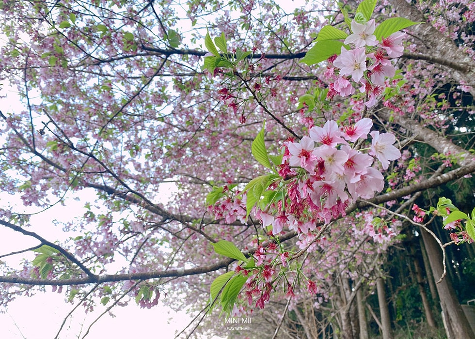 S__102187051.jpg