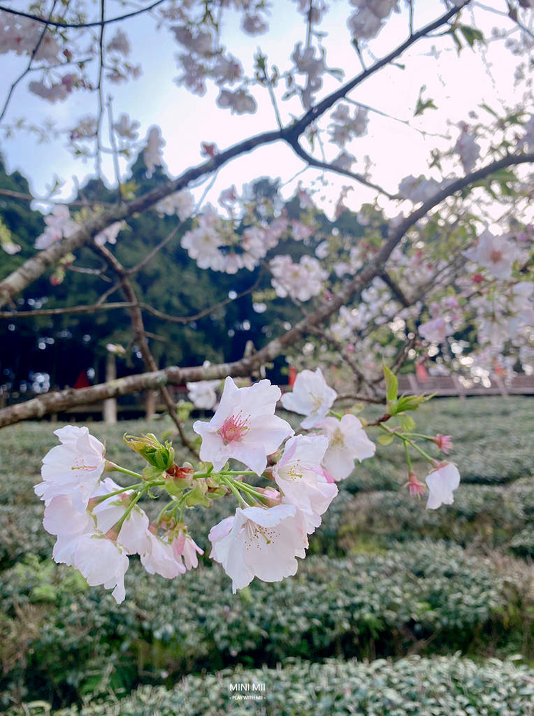 S__102187065.jpg