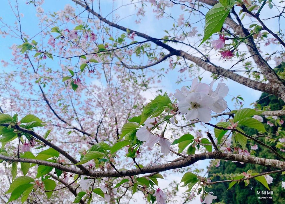 S__102187096.jpg