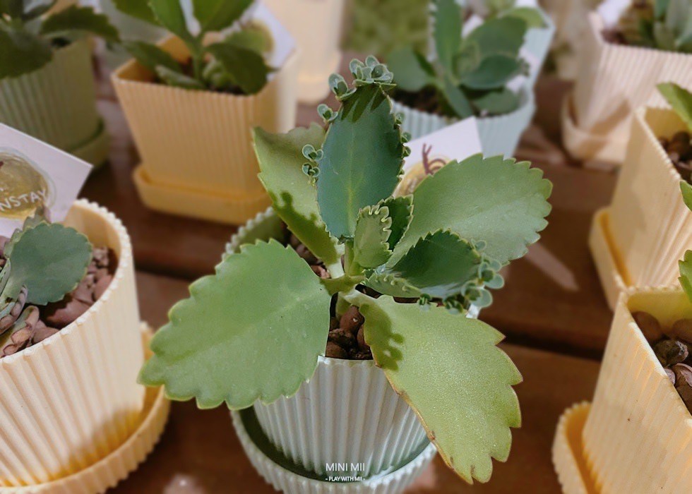 S__102801479.jpg