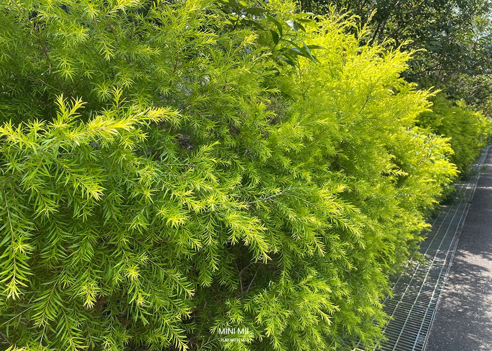S__105062519.jpg