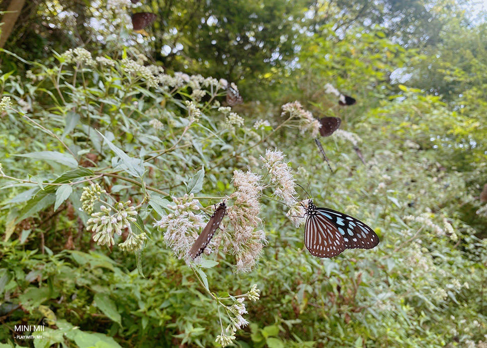 S__105095181.jpg