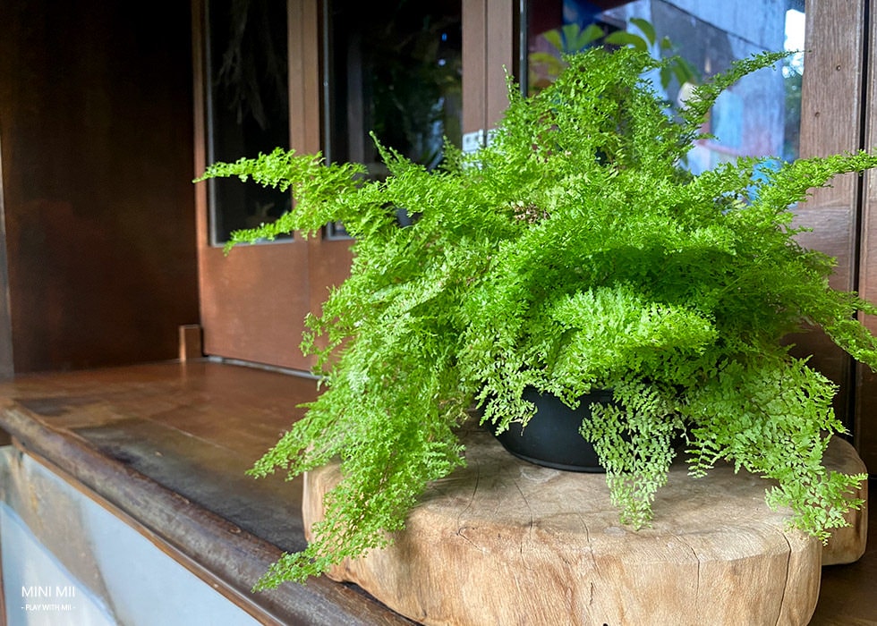 S__104931661.jpg