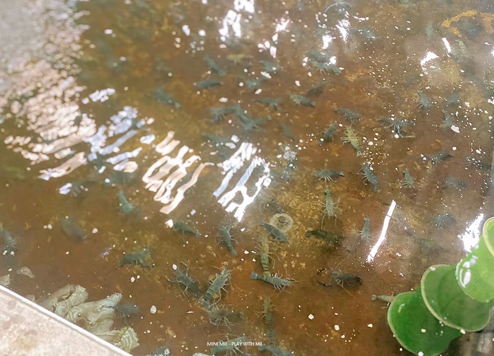 [MII‧去哪玩] 礁溪6只蝦釣蝦場- 讓小人兒欲罷不能的親