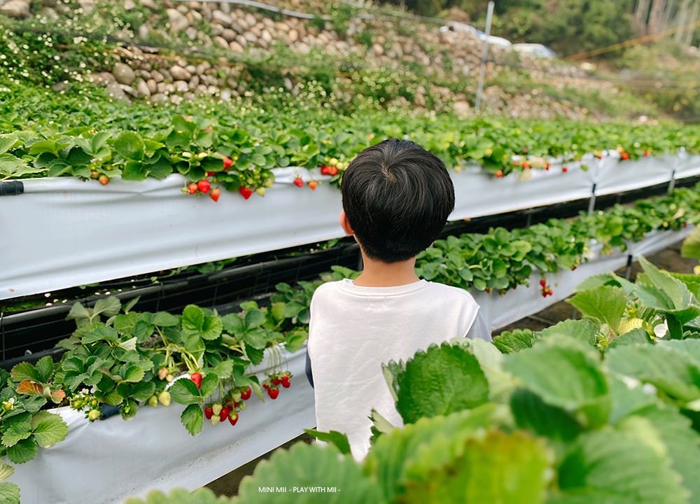 [MII‧去哪玩] 台中石見草莓園- 垂涎欲滴的草莓又大又甜