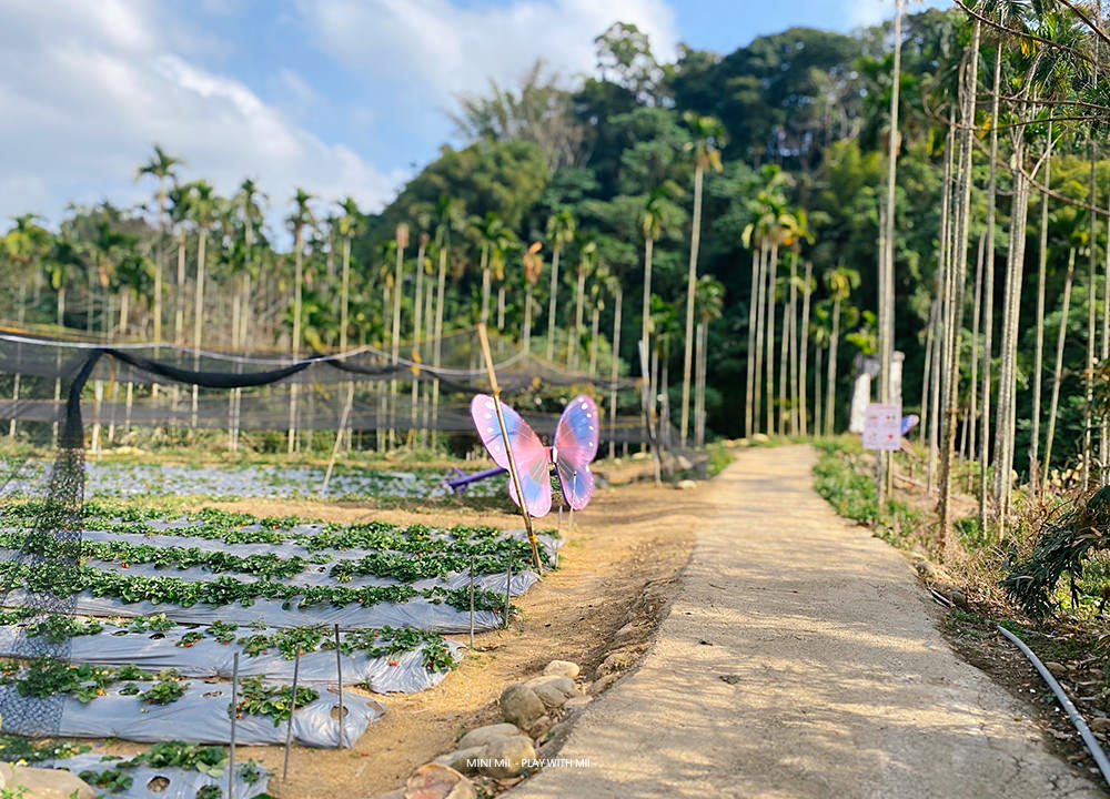 [MII‧去哪玩] 台中石見草莓園- 垂涎欲滴的草莓又大又甜