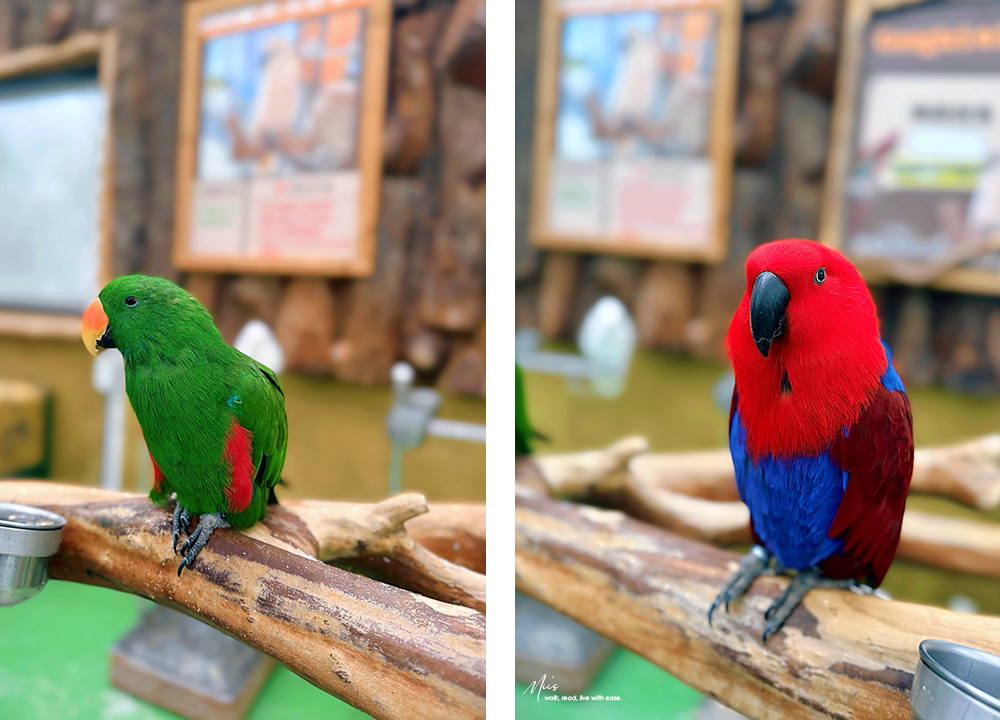 蘭陽動植物王國｜室內外混合互動式農場，80 %以上的動物都可以近距離接觸的人氣親子景點