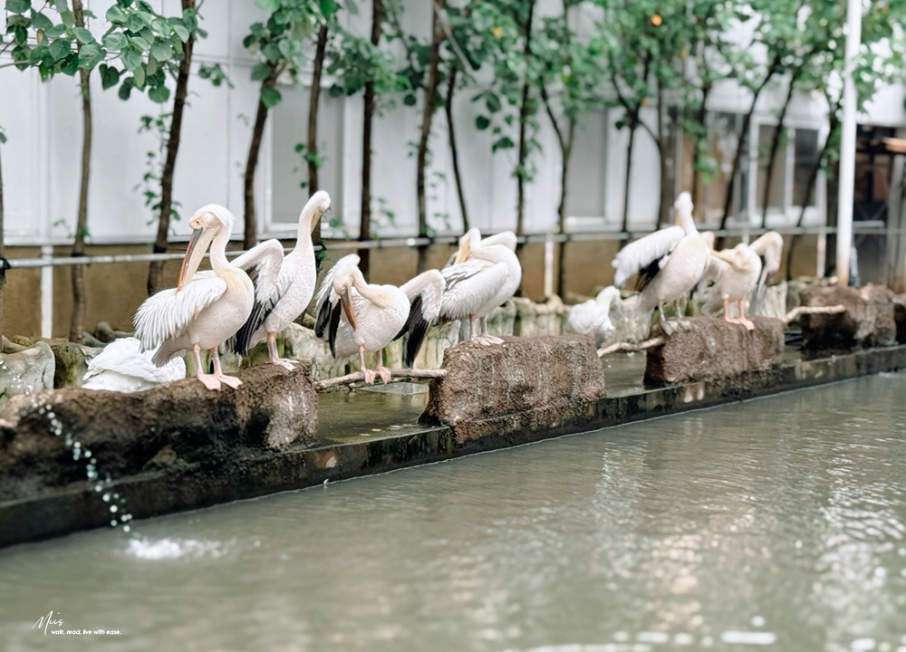 蘭陽動植物王國｜室內外混合互動式農場，80 %以上的動物都可以近距離接觸的人氣親子景點