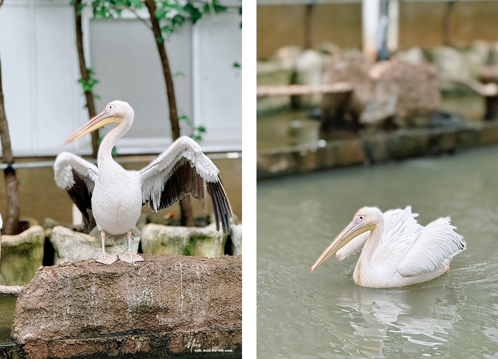 蘭陽動植物王國｜室內外混合互動式農場，80 %以上的動物都可以近距離接觸的人氣親子景點