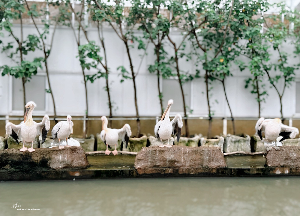 蘭陽動植物王國｜室內外混合互動式農場，80 %以上的動物都可以近距離接觸的人氣親子景點