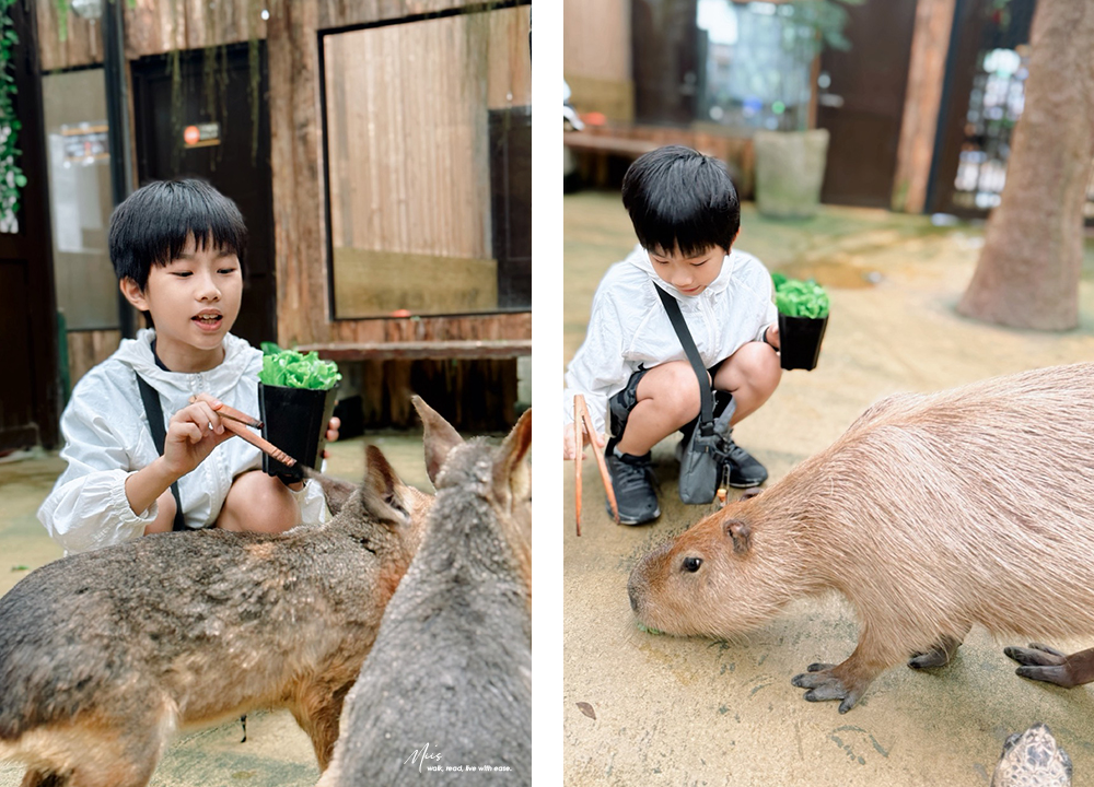 蘭陽動植物王國｜室內外混合互動式農場，80 %以上的動物都可以近距離接觸的人氣親子景點