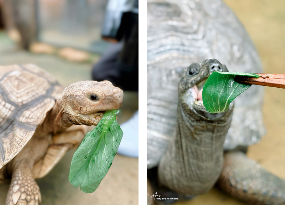 蘭陽動植物王國｜室內外混合互動式農場，80 %以上的動物都可以近距離接觸的人氣親子景點