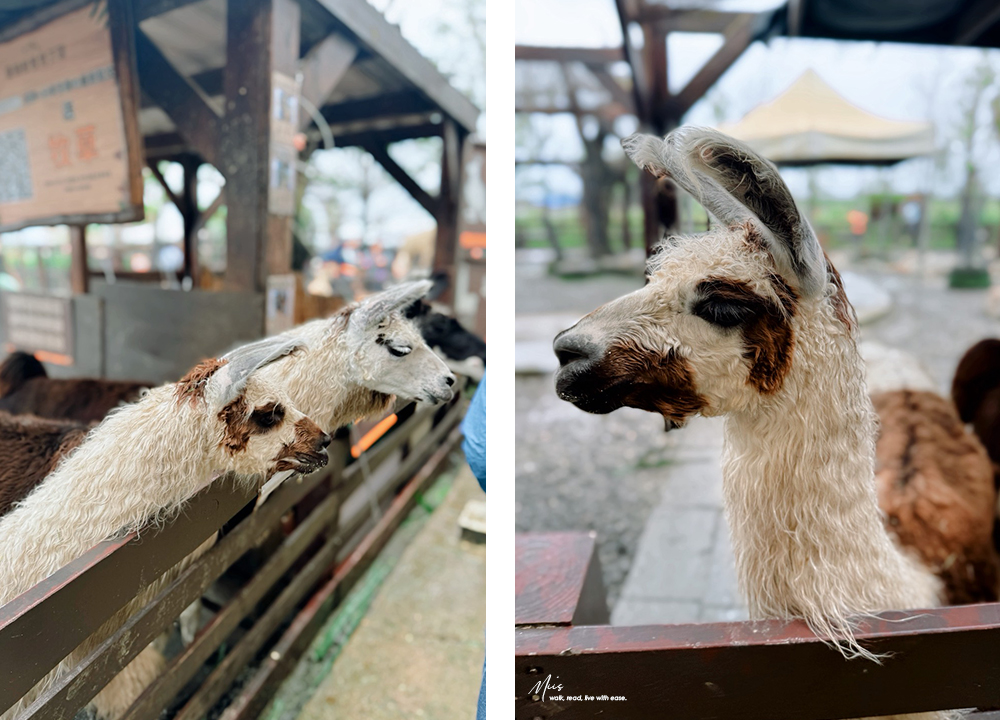 蘭陽動植物王國｜室內外混合互動式農場，80 %以上的動物都可以近距離接觸的人氣親子景點