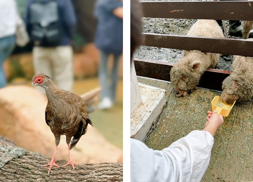 蘭陽動植物王國｜室內外混合互動式農場，80 %以上的動物都可以近距離接觸的人氣親子景點