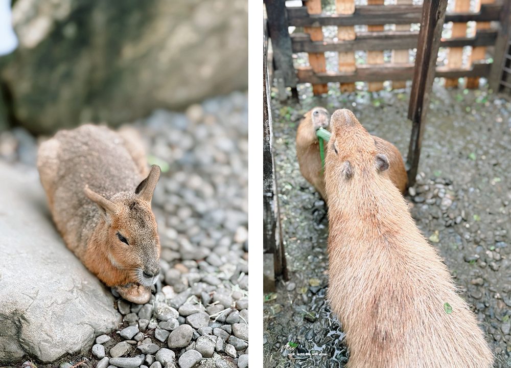 蘭陽動植物王國｜室內外混合互動式農場，80 %以上的動物都可以近距離接觸的人氣親子景點