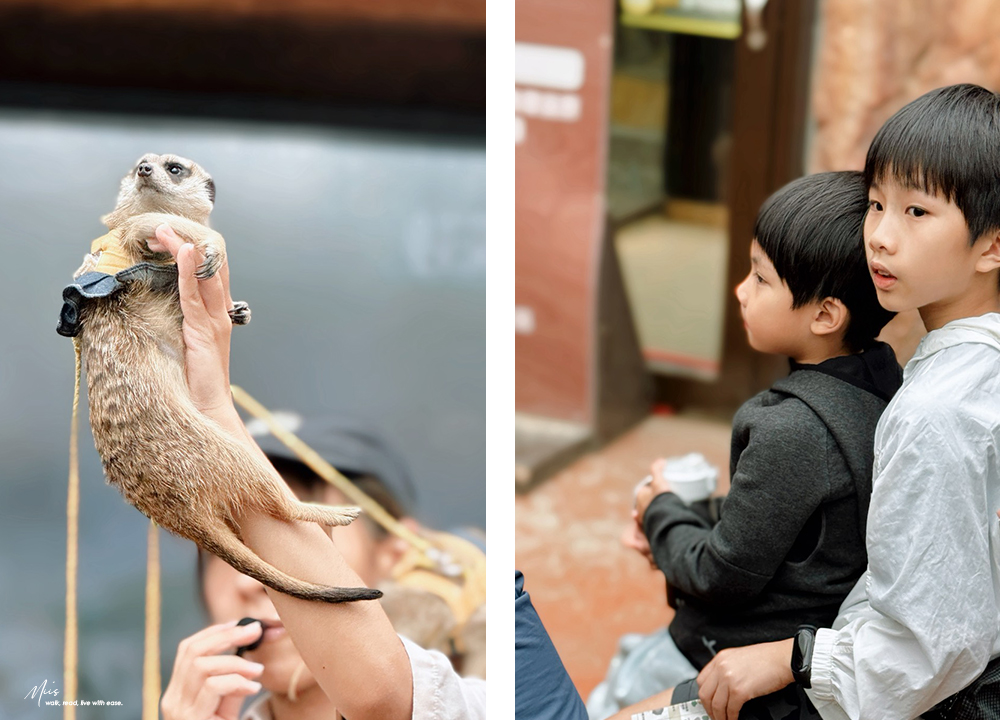 蘭陽動植物王國｜室內外混合互動式農場，80 %以上的動物都可以近距離接觸的人氣親子景點
