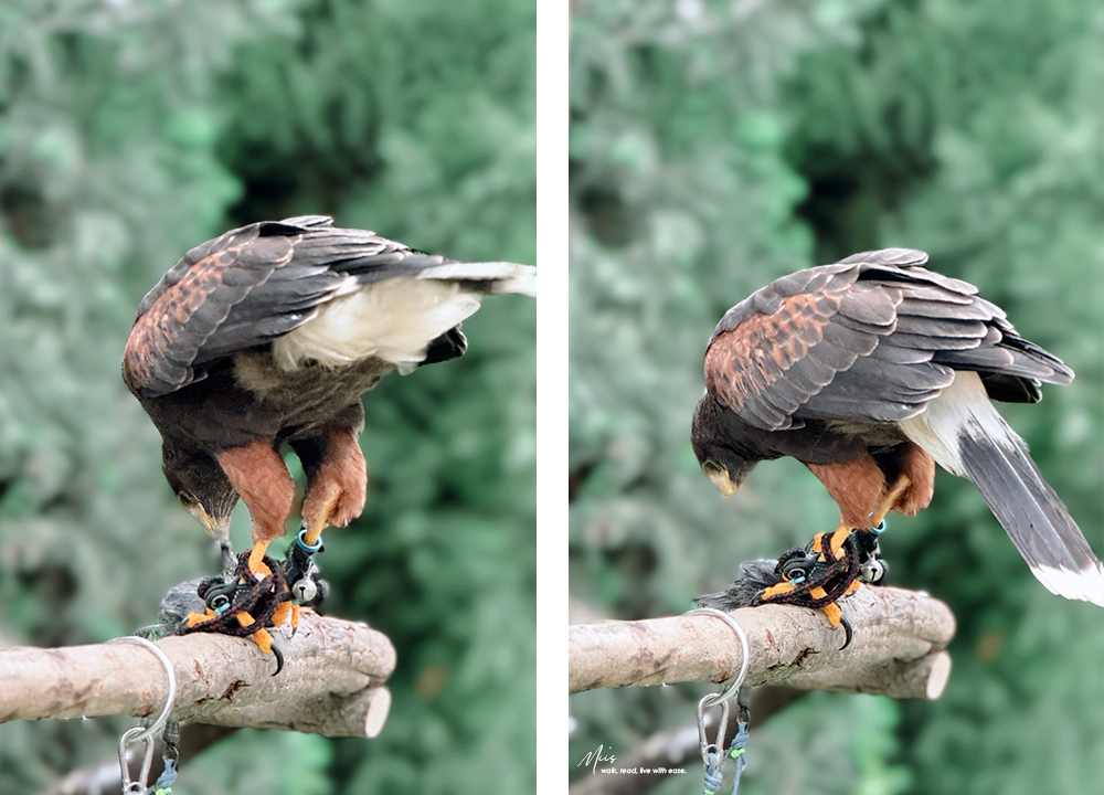 蘭陽動植物王國｜室內外混合互動式農場，80 %以上的動物都可以近距離接觸的人氣親子景點