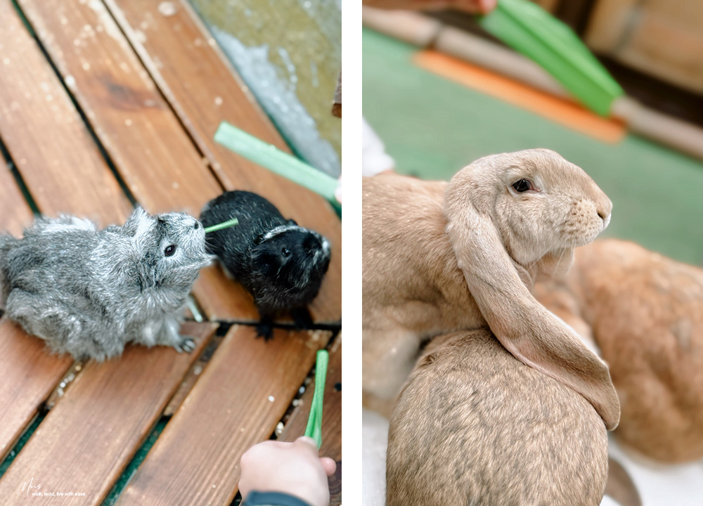 蘭陽動植物王國｜室內外混合互動式農場，80 %以上的動物都可以近距離接觸的人氣親子景點