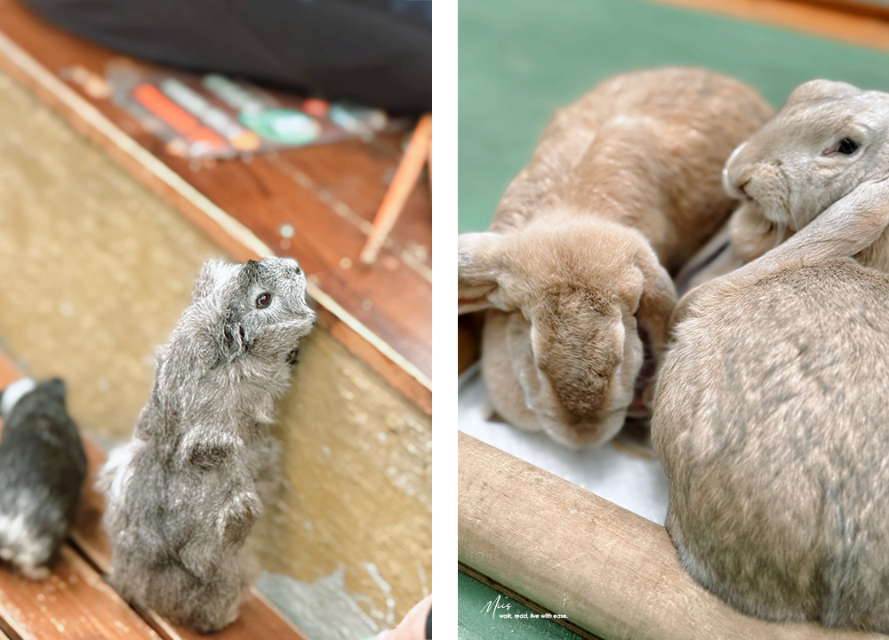 蘭陽動植物王國｜室內外混合互動式農場，80 %以上的動物都可以近距離接觸的人氣親子景點