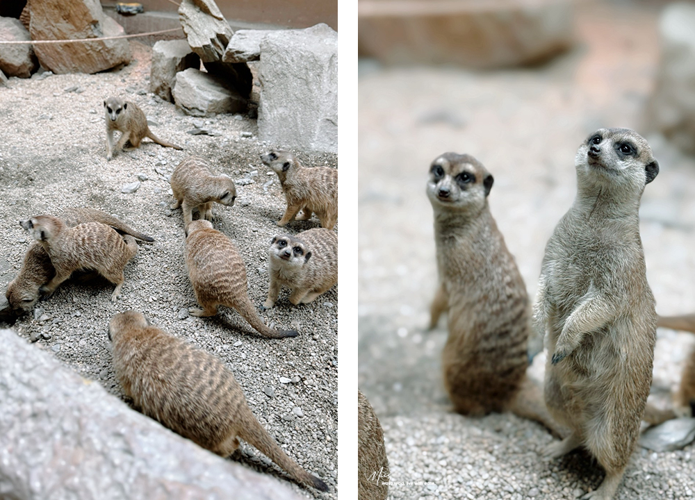 蘭陽動植物王國｜室內外混合互動式農場，80 %以上的動物都可以近距離接觸的人氣親子景點