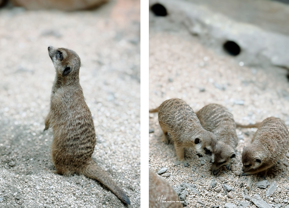蘭陽動植物王國｜室內外混合互動式農場，80 %以上的動物都可以近距離接觸的人氣親子景點