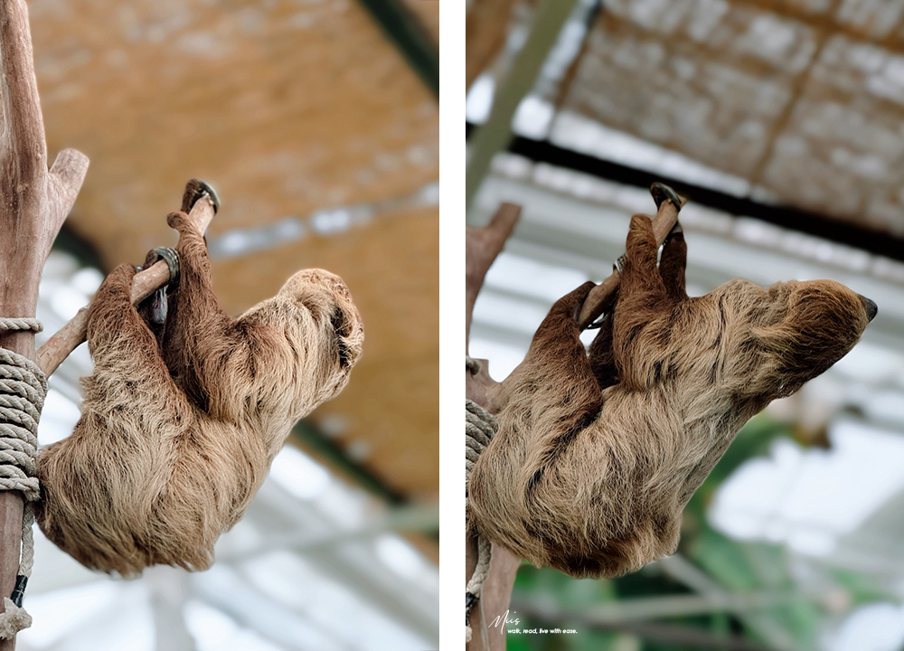 蘭陽動植物王國｜室內外混合互動式農場，80 %以上的動物都可以近距離接觸的人氣親子景點