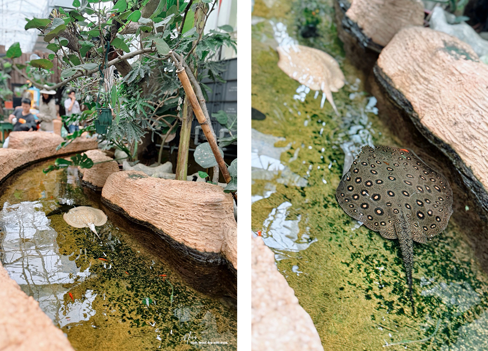 蘭陽動植物王國｜室內外混合互動式農場，80 %以上的動物都可以近距離接觸的人氣親子景點