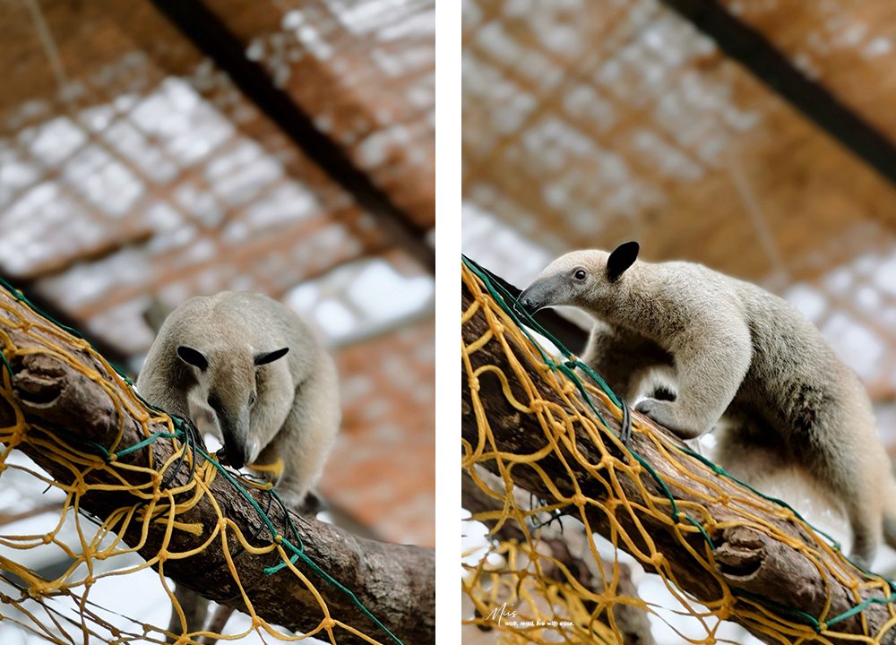 蘭陽動植物王國｜室內外混合互動式農場，80 %以上的動物都可以近距離接觸的人氣親子景點