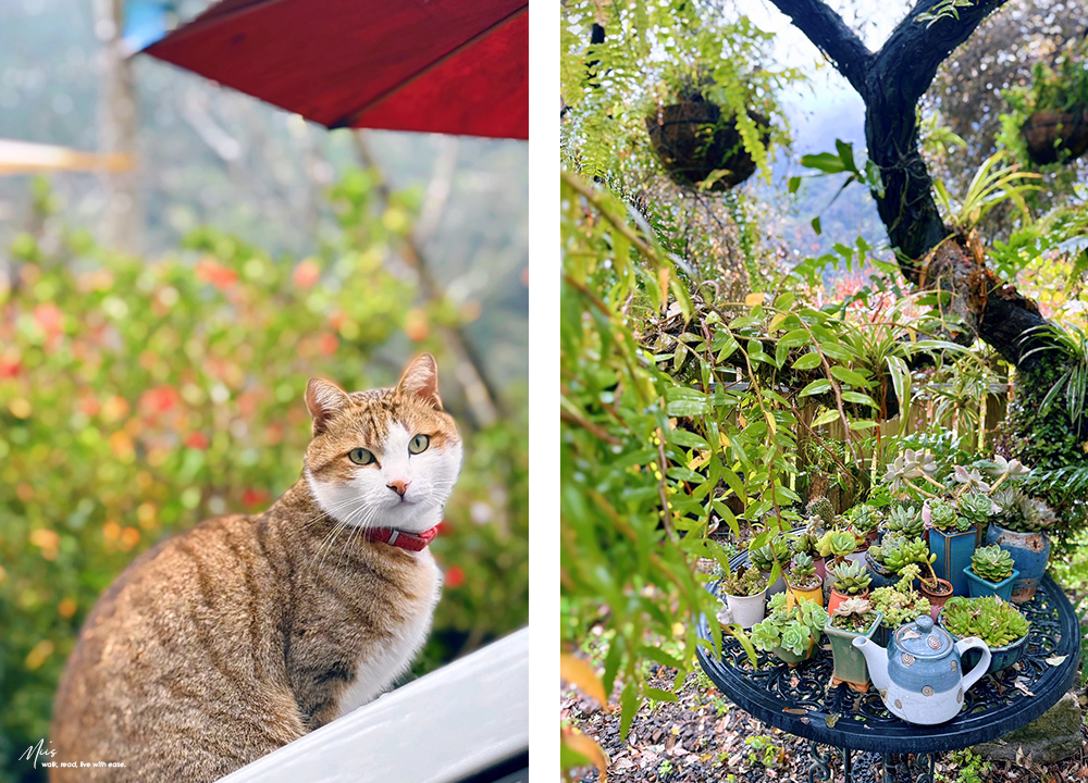 新竹五峰・巴奈築夢園｜告別昆蟲侵擾、木屋、獨享屋，與楓葉共舞的森林聚會（木屋住宿/露營）