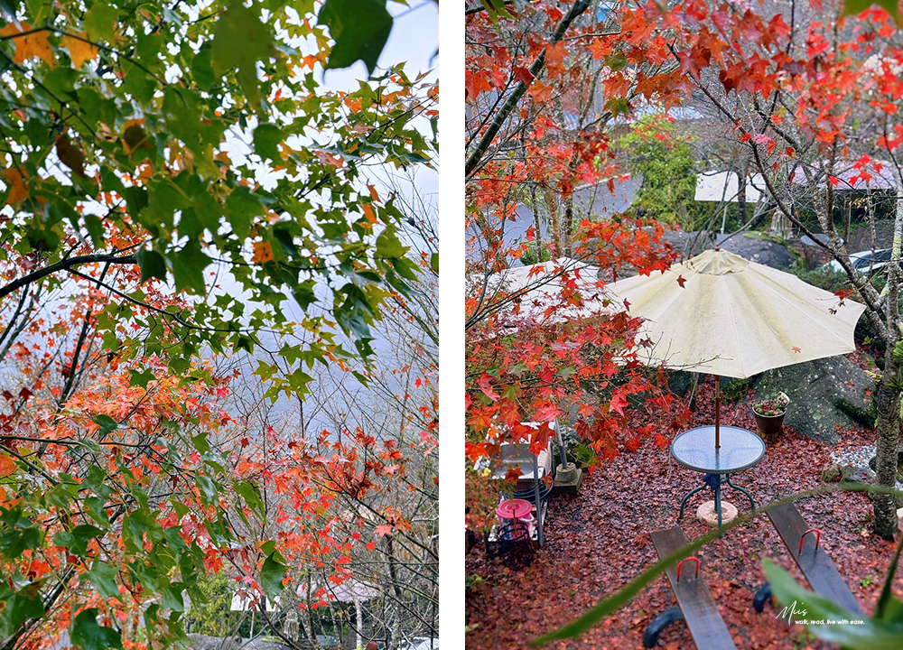 新竹五峰・巴奈築夢園｜告別昆蟲侵擾、木屋、獨享屋，與楓葉共舞的森林聚會（木屋住宿/露營）
