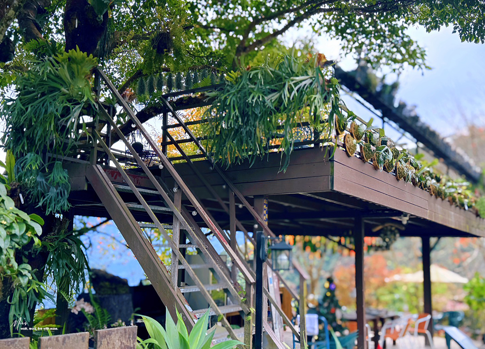 新竹五峰・巴奈築夢園｜告別昆蟲侵擾、木屋、獨享屋，與楓葉共舞的森林聚會（木屋住宿/露營）