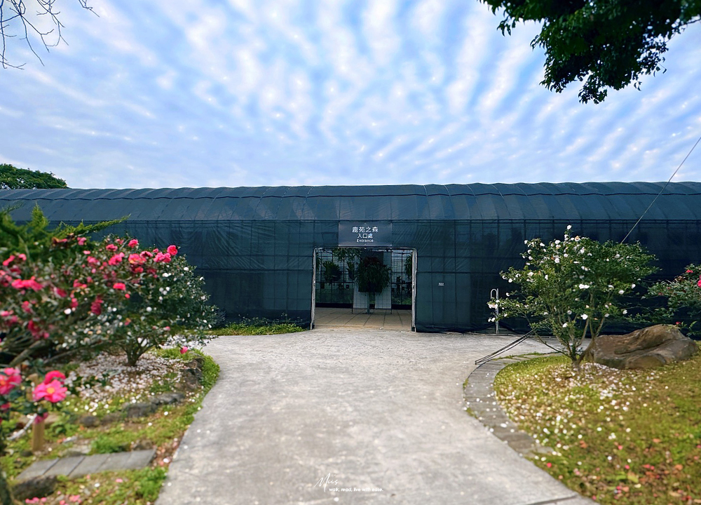 新北淡水.晴花鹿苑|不只是咖啡廳!日式庭園裡的鹿角蕨森林與大草坪,DIY 課程的知性午後 - 第36張圖 新北淡水.晴花鹿苑|不只是咖啡廳!日式庭園裡的鹿角蕨森林與大草坪,DIY 課程的知性午後