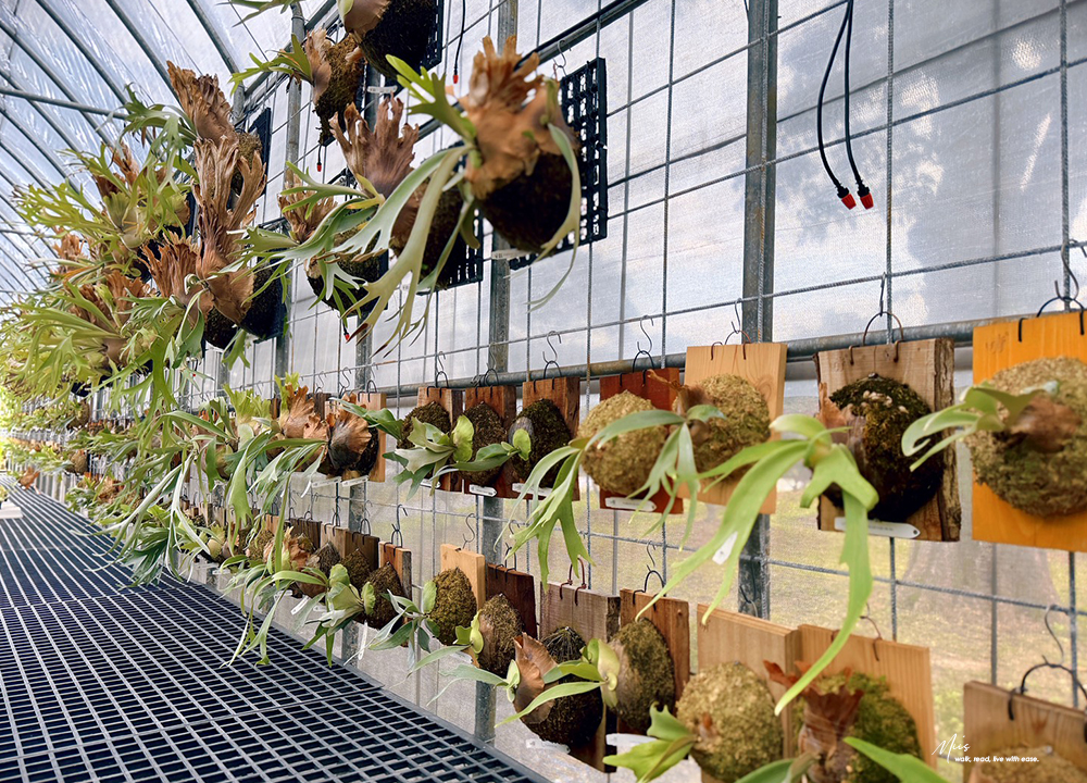 新北淡水.晴花鹿苑|不只是咖啡廳!日式庭園裡的鹿角蕨森林與大草坪,DIY 課程的知性午後 - 第38張圖 新北淡水.晴花鹿苑|不只是咖啡廳!日式庭園裡的鹿角蕨森林與大草坪,DIY 課程的知性午後