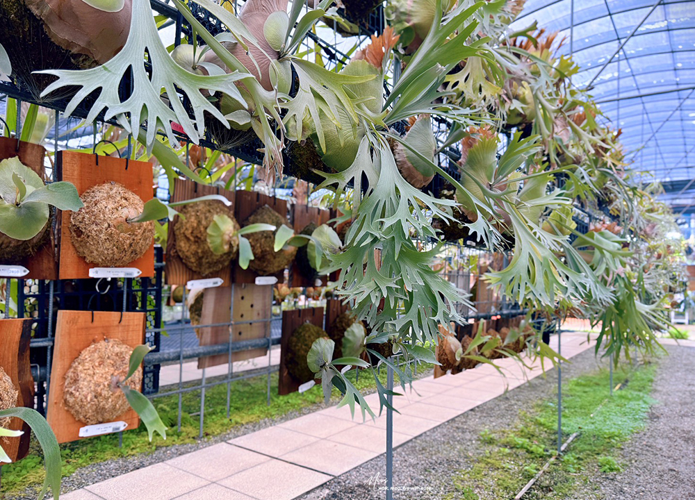 新北淡水.晴花鹿苑|不只是咖啡廳!日式庭園裡的鹿角蕨森林與大草坪,DIY 課程的知性午後 - 第39張圖 新北淡水.晴花鹿苑|不只是咖啡廳!日式庭園裡的鹿角蕨森林與大草坪,DIY 課程的知性午後