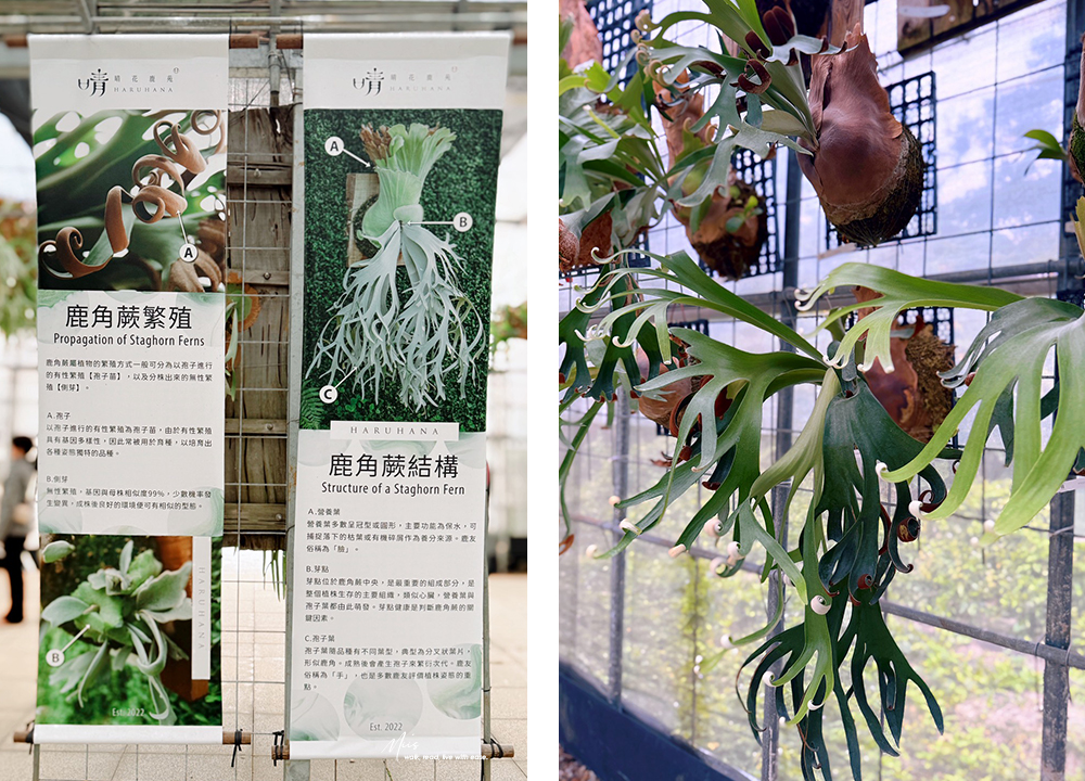 新北淡水.晴花鹿苑|不只是咖啡廳!日式庭園裡的鹿角蕨森林與大草坪,DIY 課程的知性午後 - 第43張圖 新北淡水.晴花鹿苑|不只是咖啡廳!日式庭園裡的鹿角蕨森林與大草坪,DIY 課程的知性午後