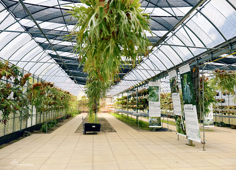 新北淡水.晴花鹿苑|不只是咖啡廳!日式庭園裡的鹿角蕨森林與大草坪,DIY 課程的知性午後 - 第37張圖 新北淡水.晴花鹿苑|不只是咖啡廳!日式庭園裡的鹿角蕨森林與大草坪,DIY 課程的知性午後