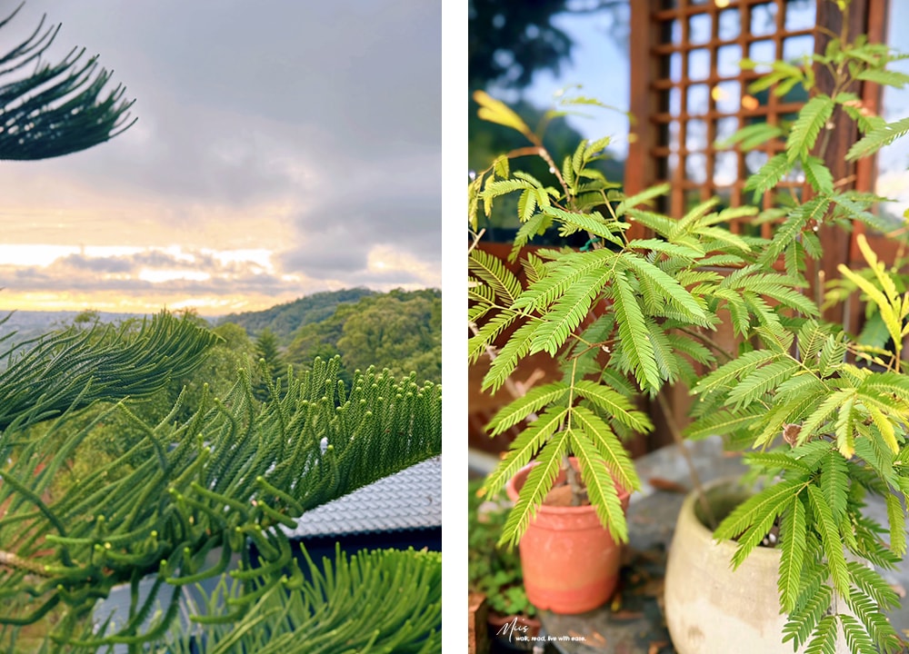 桃園森林系.霖咖啡 LiCoffee|杉樹旁的小木屋×山陵景色的浪漫日落與不將就的咖啡 - 第3張圖 桃園森林系.霖咖啡 LiCoffee|杉樹旁的小木屋×山陵景色的浪漫日落與不將就的咖啡