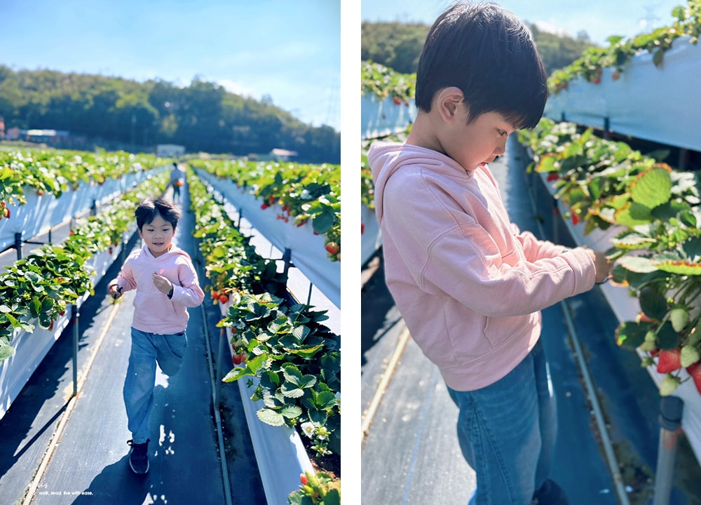苗栗大湖採草莓推薦．舞夜天高架草莓園｜高架設計不沾泥濘，親民價格還能欣賞山景