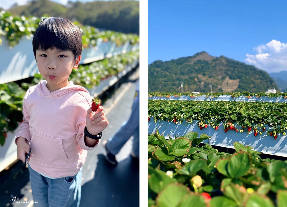 苗栗大湖採草莓推薦．舞夜天高架草莓園｜高架設計不沾泥濘，親民價格還能欣賞山景