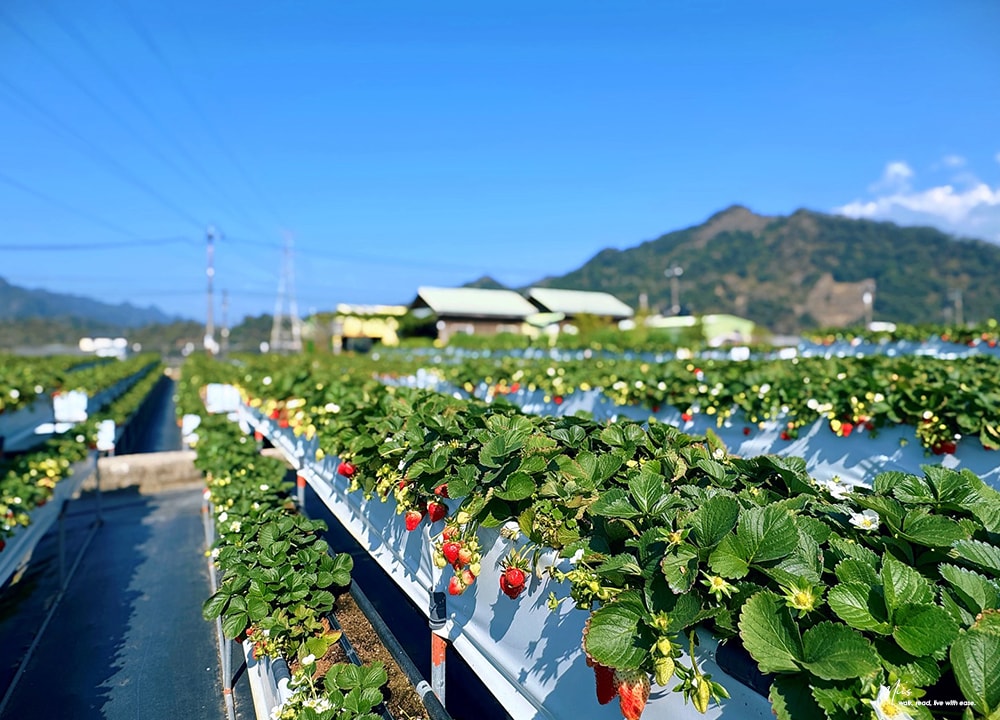 苗栗大湖採草莓推薦．舞夜天高架草莓園｜高架設計不沾泥濘，親民價格還能欣賞山景