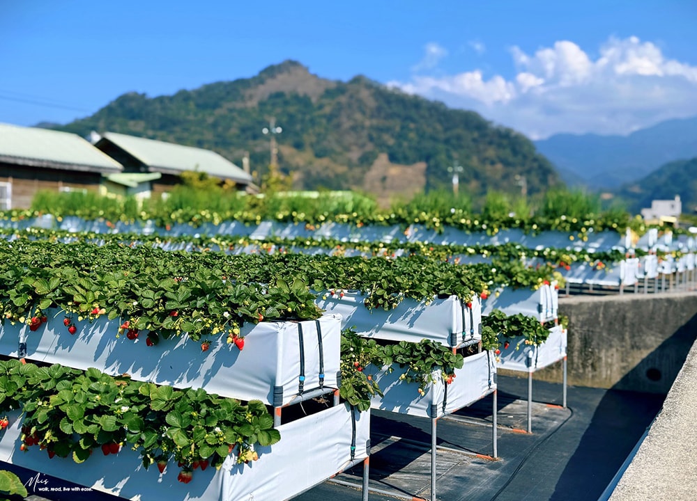 苗栗大湖採草莓推薦．舞夜天高架草莓園｜高架設計不沾泥濘，親民價格還能欣賞山景