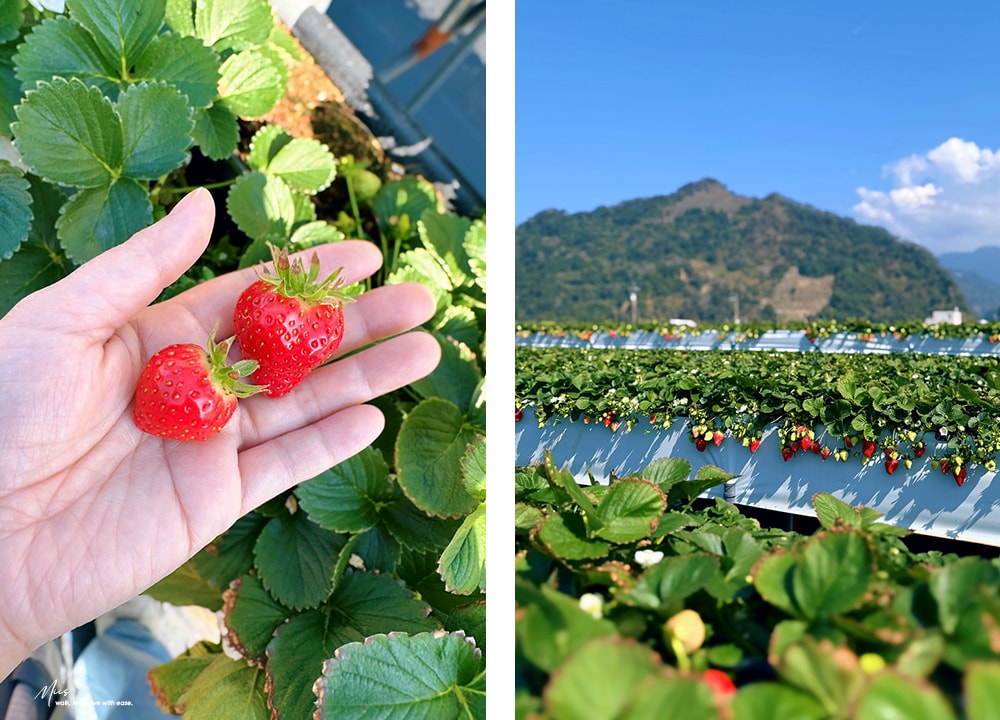 苗栗大湖採草莓推薦．舞夜天高架草莓園｜高架設計不沾泥濘，親民價格還能欣賞山景