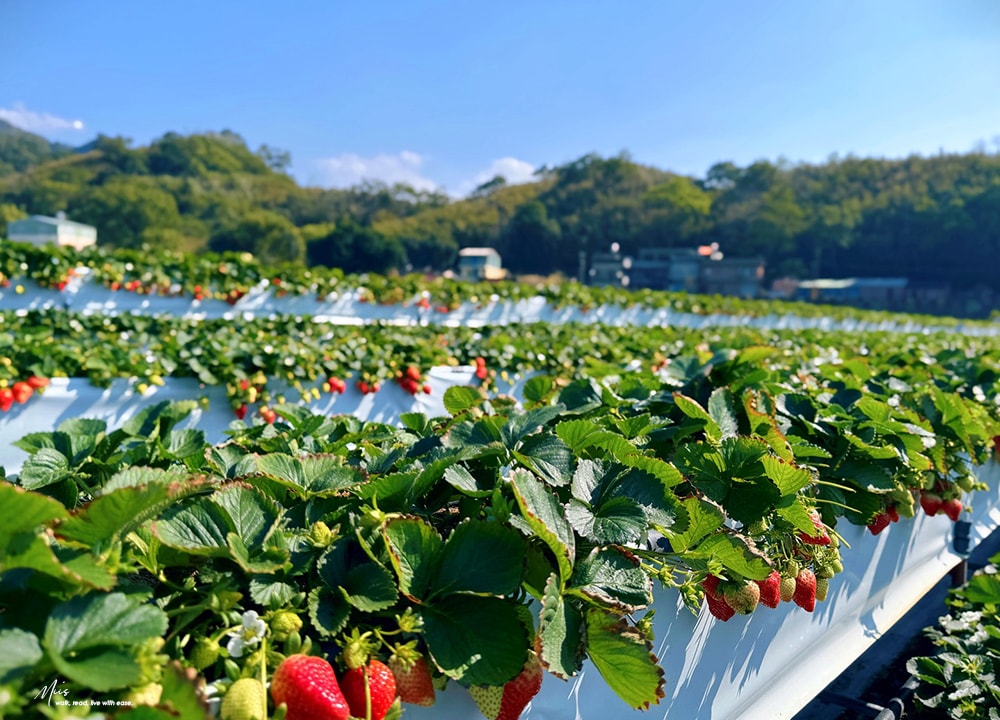 苗栗大湖採草莓推薦．舞夜天高架草莓園｜高架設計不沾泥濘，親民價格還能欣賞山景