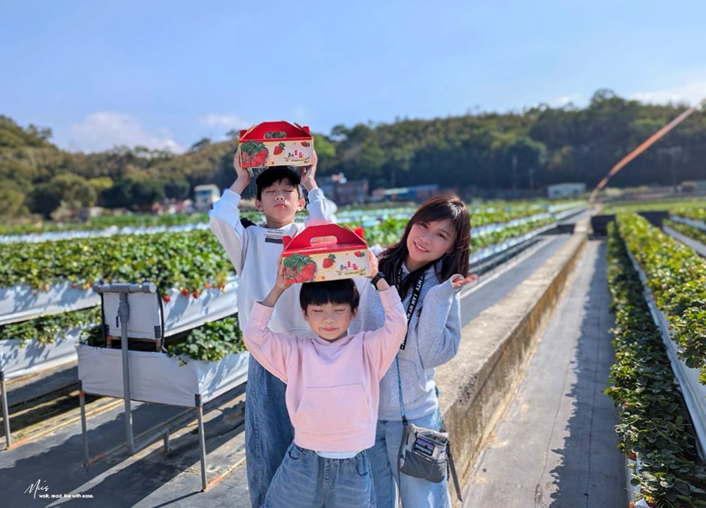 苗栗大湖採草莓推薦．舞夜天高架草莓園｜高架設計不沾泥濘，親民價格還能欣賞山景
